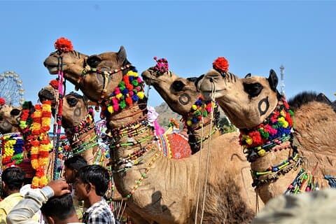 10 Tage Rajasthan & Goldenes Dreieck mit Tiger Safari Tour mit dem Auto