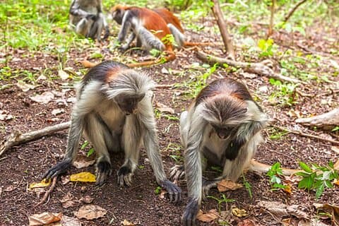Jozani Forest & Spice Farm Tour Zanzibar – Melhor experiência combinada