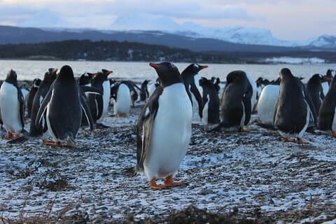 Hammer Island Hiking and Navigation in the Beagle Channel -