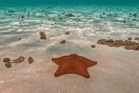 Snorkelen in het Paradijs Cozumel El Cielito Palancar Reef Colombia