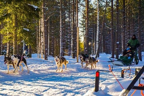 Arktisches Husky-Abenteuer in Rovaniemi