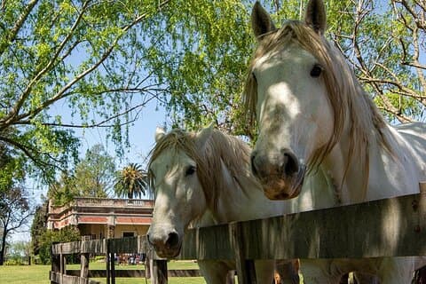 Gaucho liten grupp heldag på en gård i Buenos Aires