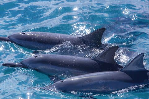 Maui Eco-Raft : Tour turístico de observación de delfines de 2 horas (Semiprivado)
