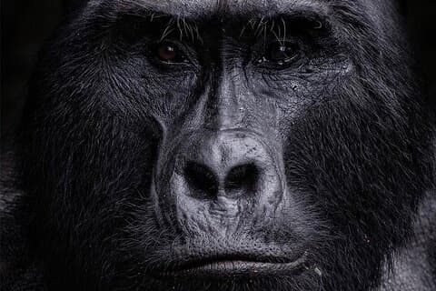 2 Days Uganda Gorilla Trekking in Bwindi via Kigali Rwanda