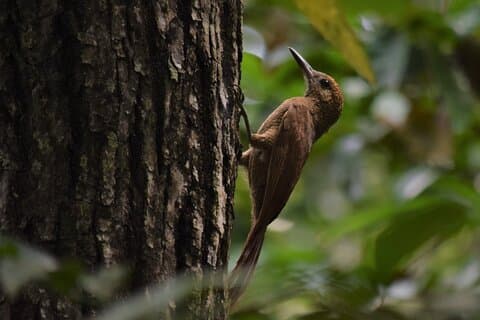 Guided Bird Watching Private Tour in TOH Nature Reserve