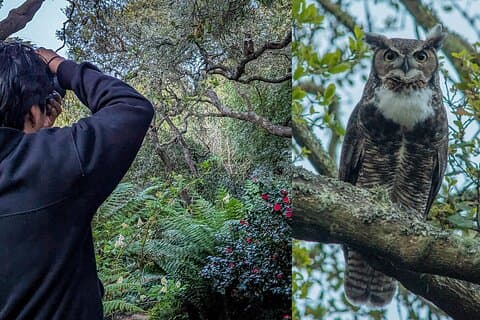 Golden Gate Park Twilight Wildlife Walking Tour