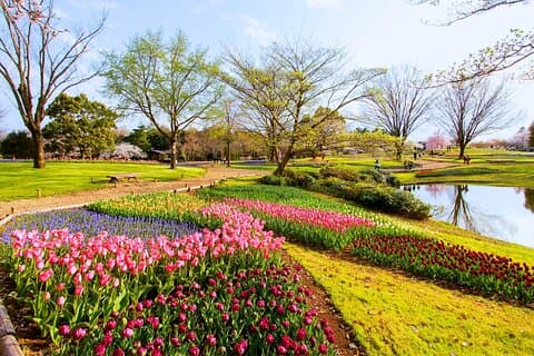 Excursion d'une journée à Tokyo Showa Kinen Park Fleurs de saison et promenade dans la nature