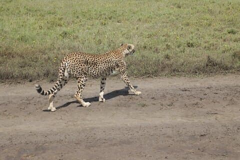 2 Tage Safari Abenteuer in Tansania