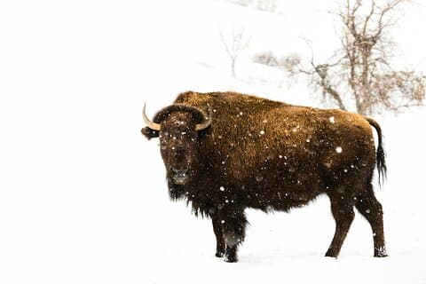 Berenreservaat en Bison Reservering Tour
