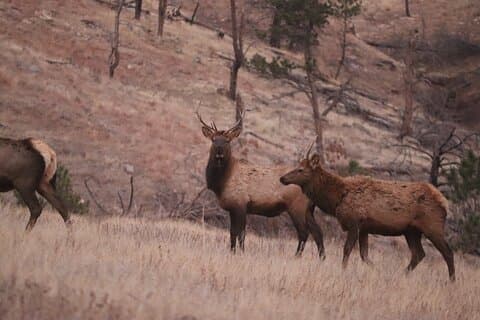 Wildlife Biologist’s Guide to the Black Hills: Private Tour