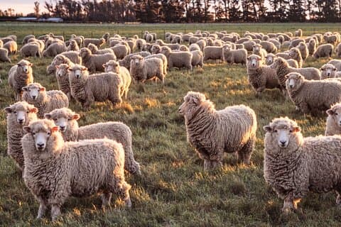 Farm & Wine Experience Fun Experience from Queenstown New Zealand