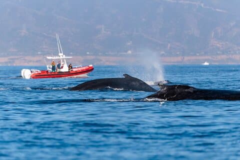 Whale Watching with O’side Whales