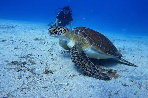 Scuba Diving at Turtle Bay with Underwater Pictures Included