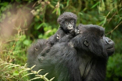 8-daagse charmante safari om opmerkelijk Rwanda te ontdekken