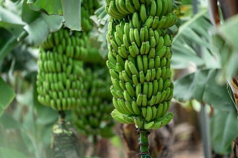 Sapori di Gran Canaria Una giornata di sapori e cultura