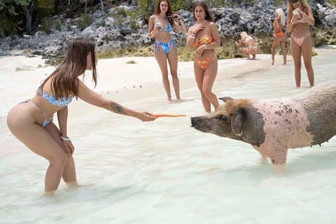 Piggy Splash Dash Of Rose Island Gruppresa