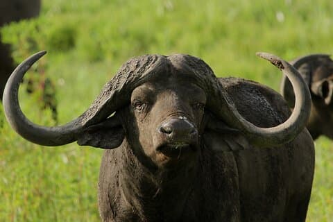 Escursione a terra: Epic Big 5 Safari, Parco Hluhluwe-iMfolozi