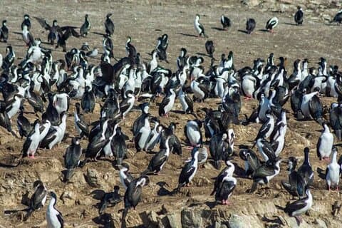 Navigeer door het Beaglekanaal: Zeehonden-, vogel- & pinguïneilanden