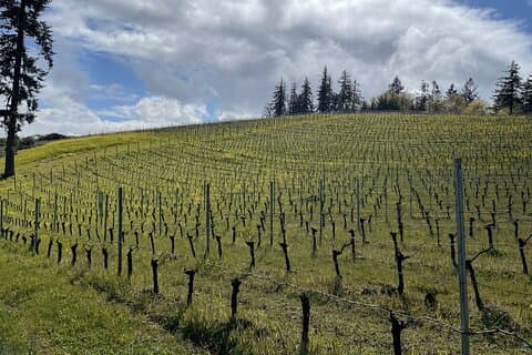 Private Sommelier-led Sonoma or Napa Wine Country Tour in VW Van