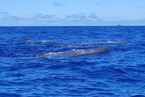 São Miguel, Azores: Whale and Dolphin Watching Tour