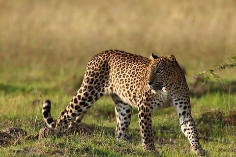 Yala Mk Safari Tour & Taxi Service