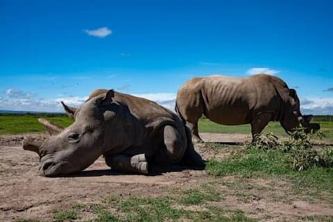 Nairobi : Excursión de un día a Ol Pejeta Conservancy con Game Drives