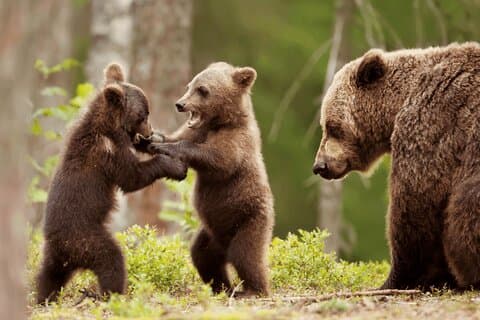 from Brasov Bear Sanctuary day trip