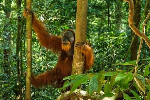 Bukit Lawang Jungle Trek Sumatran Safari