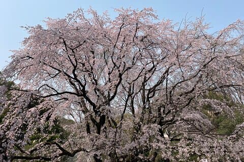 Tokyo Historian and Photographer Private Tour