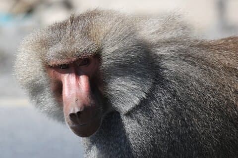 Wildlife Safari to Awash National Park and Surrounding