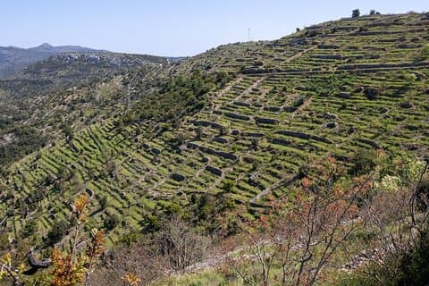 Hvar Wine Tour com degustação de vinhos em uma vinícola local