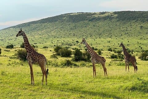 4 Tage Maasai Mara Gruppe bei Safari in 4WD