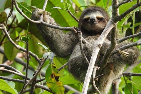Hoteller i nærheden af A Bocas Mangrove Kayak & Reef Snorkel Eco Tour