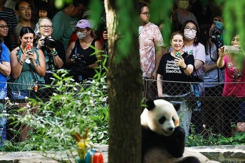 1 giorno Panda Breeding Center più tour della città di Chengdu