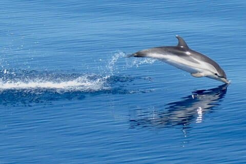 Dolphins at Sunset: Dream Cruise in the Bay of Taormina