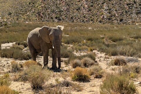 Cape Town: Sunset Safari og vinsmaking eventyr