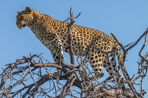 4 Day Etosha National Park
