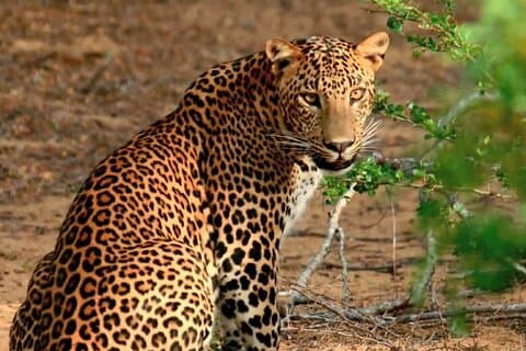 Wilpattu Wild Safari Day Trip - privado e tudo incluído