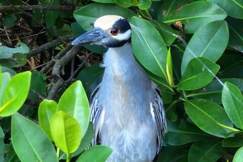 Backwater Wildlife and Boat Tour