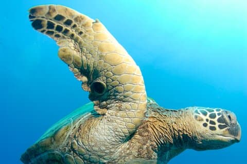 Avventura di snorkeling in due siti con il cratere Molokini