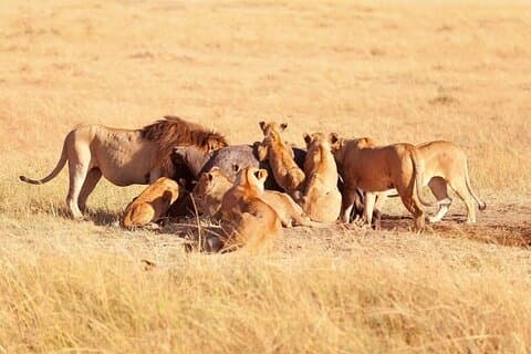 Excursão privada de 2 dias ao Lake Nakuru National Park