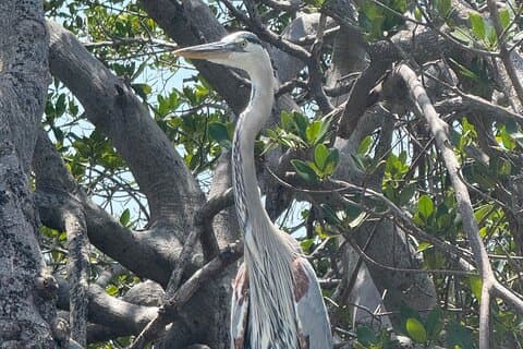 3 ore E.G. Simmons Park Mangrove Tunnel Tour