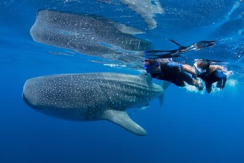 Privat bådtur, hvalhajer snorkling & Mujeres Island.
