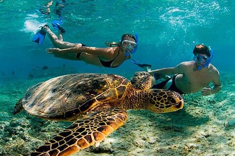 Akumal Reef Snorkeling e Santuario delle Tartarughe Dalla Riviera Maya