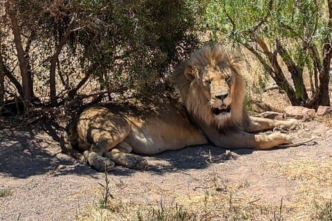 Cape Town, Big 5 ettermiddags safari med lunsj