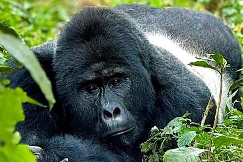 Visite du parc national de Kigali aux volcans