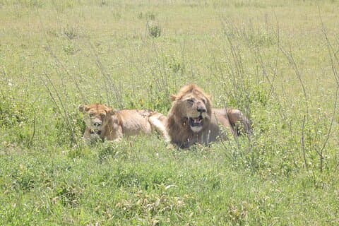 3-dagers Serengeti nasjonalpark Private flerdagers turer
