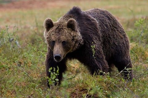 Bear Viewing at Pack Creek