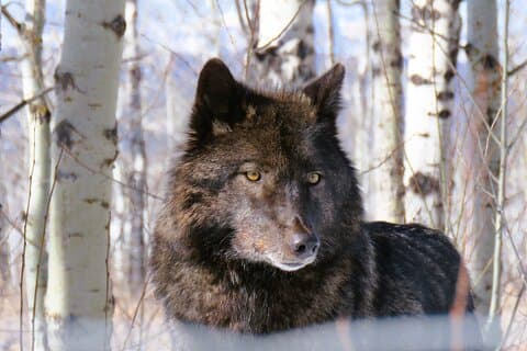 Banff dagstur och Wolfdog Sanctuary Tour