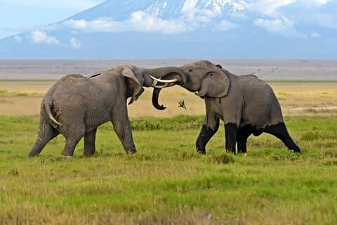 Tour guidato di un giorno del Parco Nazionale di Amboseli con tariffe del parco